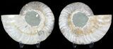 Sliced Fossil Ammonite Pair - Agatized #45487-1